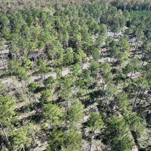 Photo #42 of 8004 White Oak River Road, Maysville, NC 117.3 acres