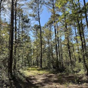 Photo #47 of 8004 White Oak River Road, Maysville, NC 117.3 acres