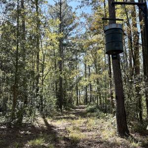Photo #48 of 8004 White Oak River Road, Maysville, NC 117.3 acres