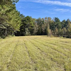 Photo #49 of 8004 White Oak River Road, Maysville, NC 117.3 acres