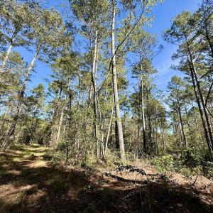 Photo #58 of 8004 White Oak River Road, Maysville, NC 117.3 acres