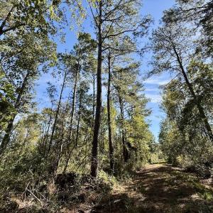 Photo #59 of 8004 White Oak River Road, Maysville, NC 117.3 acres