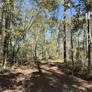 Photo #60 of 8004 White Oak River Road, Maysville, NC 117.3 acres