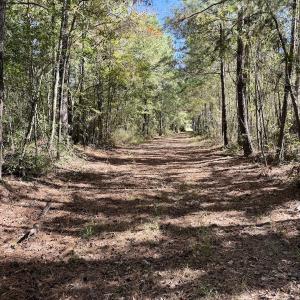 Photo #62 of 8004 White Oak River Road, Maysville, NC 117.3 acres