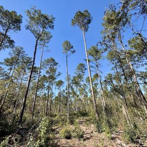 Photo #63 of 8004 White Oak River Road, Maysville, NC 117.3 acres