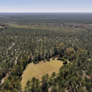 Photo #64 of 8004 White Oak River Road, Maysville, NC 117.3 acres