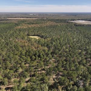 Photo #66 of 8004 White Oak River Road, Maysville, NC 117.3 acres