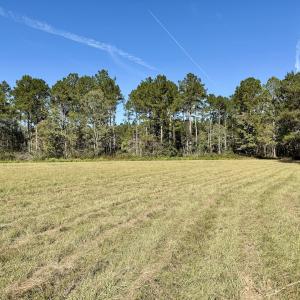 Photo #68 of 8004 White Oak River Road, Maysville, NC 117.3 acres