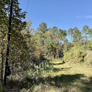 Photo #71 of 8004 White Oak River Road, Maysville, NC 117.3 acres