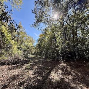 Photo #78 of 8004 White Oak River Road, Maysville, NC 117.3 acres