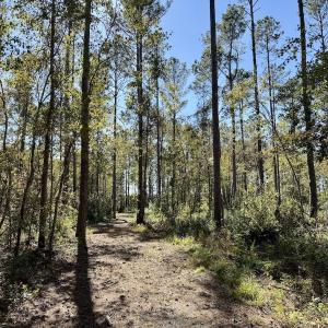Photo #79 of 8004 White Oak River Road, Maysville, NC 117.3 acres