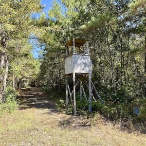 Photo #80 of 8004 White Oak River Road, Maysville, NC 117.3 acres