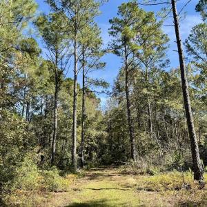 Photo #100 of 8004 White Oak River Road, Maysville, NC 117.3 acres
