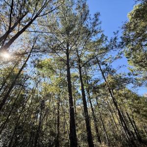 Photo #81 of 8004 White Oak River Road, Maysville, NC 117.3 acres