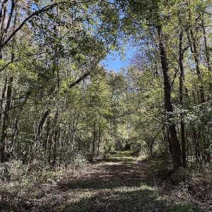 Photo #82 of 8004 White Oak River Road, Maysville, NC 117.3 acres