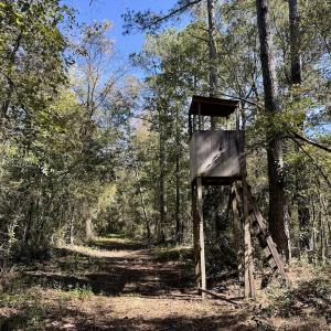Photo #83 of 8004 White Oak River Road, Maysville, NC 117.3 acres