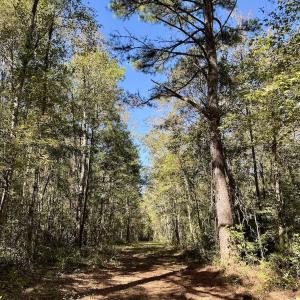 Photo #84 of 8004 White Oak River Road, Maysville, NC 117.3 acres
