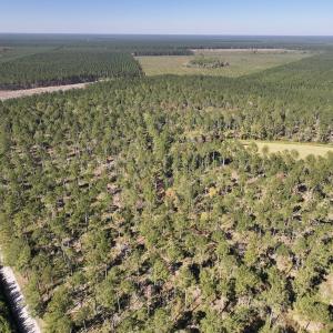 Photo #85 of 8004 White Oak River Road, Maysville, NC 117.3 acres
