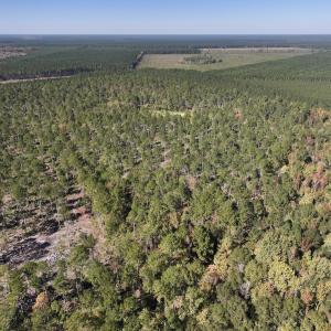 Photo #86 of 8004 White Oak River Road, Maysville, NC 117.3 acres