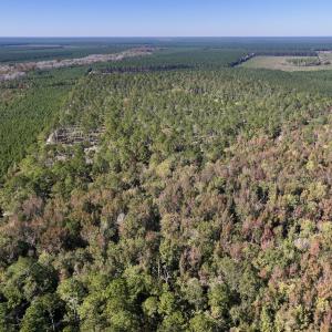 Photo #87 of 8004 White Oak River Road, Maysville, NC 117.3 acres