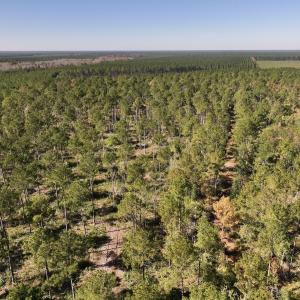 Photo #88 of 8004 White Oak River Road, Maysville, NC 117.3 acres