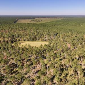 Photo #90 of 8004 White Oak River Road, Maysville, NC 117.3 acres