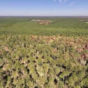 Photo #91 of 8004 White Oak River Road, Maysville, NC 117.3 acres