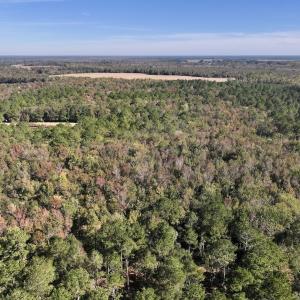 Photo #92 of 8004 White Oak River Road, Maysville, NC 117.3 acres