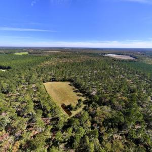 Photo #93 of 8004 White Oak River Road, Maysville, NC 117.3 acres