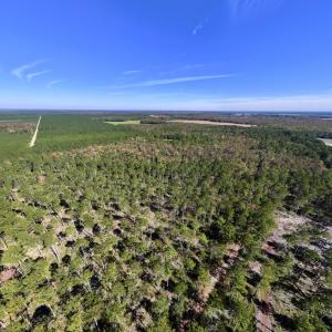 Photo #94 of 8004 White Oak River Road, Maysville, NC 117.3 acres