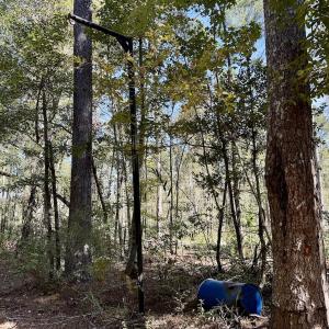 Photo #96 of 8004 White Oak River Road, Maysville, NC 117.3 acres