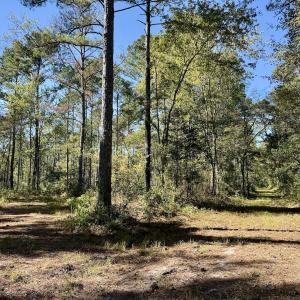 Photo #97 of 8004 White Oak River Road, Maysville, NC 117.3 acres