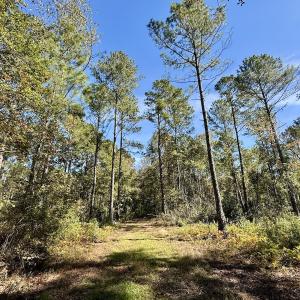 Photo #98 of 8004 White Oak River Road, Maysville, NC 117.3 acres