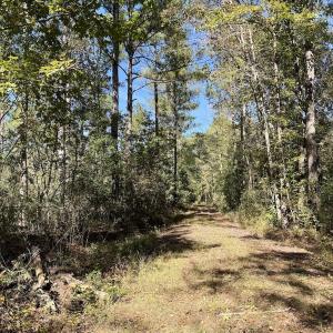 Photo #105 of 8004 White Oak River Road, Maysville, NC 117.3 acres
