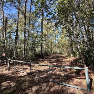 Photo #107 of 8004 White Oak River Road, Maysville, NC 117.3 acres