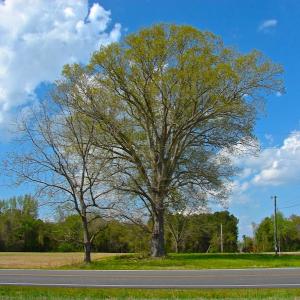 Photo of UNDER CONTRACT!  Land For Sale in Columbus County North Carolina