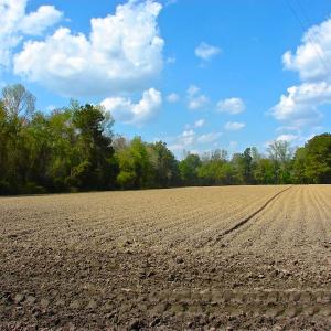Photo of UNDER CONTRACT!  Land For Sale in Columbus County North Carolina