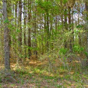 Photo of UNDER CONTRACT!  Land For Sale in Columbus County North Carolina