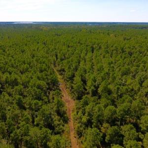 Photo of UNDER CONTRACT!  65 ac of Timber and Hunting Land For Sale in Pamlico County, NC!