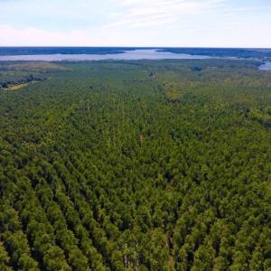 Photo of UNDER CONTRACT!  65 ac of Timber and Hunting Land For Sale in Pamlico County, NC!
