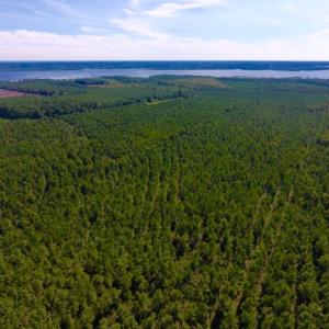 Photo of UNDER CONTRACT!  65 ac of Timber and Hunting Land For Sale in Pamlico County, NC!