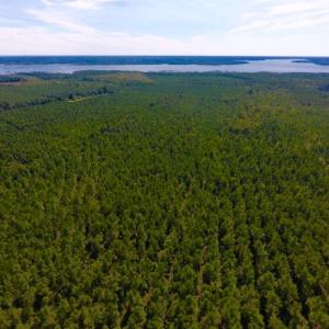 Photo of UNDER CONTRACT!  65 ac of Timber and Hunting Land For Sale in Pamlico County, NC!
