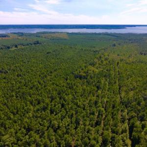 Photo of UNDER CONTRACT!  65 ac of Timber and Hunting Land For Sale in Pamlico County, NC!
