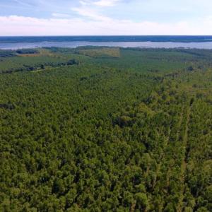 Photo of UNDER CONTRACT!  65 ac of Timber and Hunting Land For Sale in Pamlico County, NC!
