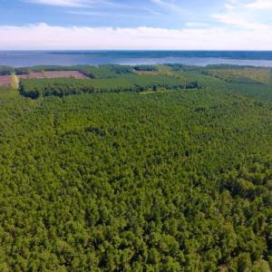 Photo of UNDER CONTRACT!  65 ac of Timber and Hunting Land For Sale in Pamlico County, NC!