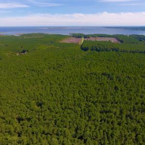 Photo of UNDER CONTRACT!  65 ac of Timber and Hunting Land For Sale in Pamlico County, NC!