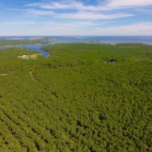 Photo of UNDER CONTRACT!  65 ac of Timber and Hunting Land For Sale in Pamlico County, NC!