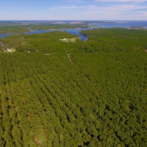Photo of UNDER CONTRACT!  65 ac of Timber and Hunting Land For Sale in Pamlico County, NC!
