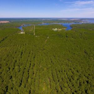 Photo of UNDER CONTRACT!  65 ac of Timber and Hunting Land For Sale in Pamlico County, NC!