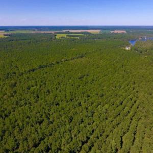 Photo of UNDER CONTRACT!  65 ac of Timber and Hunting Land For Sale in Pamlico County, NC!